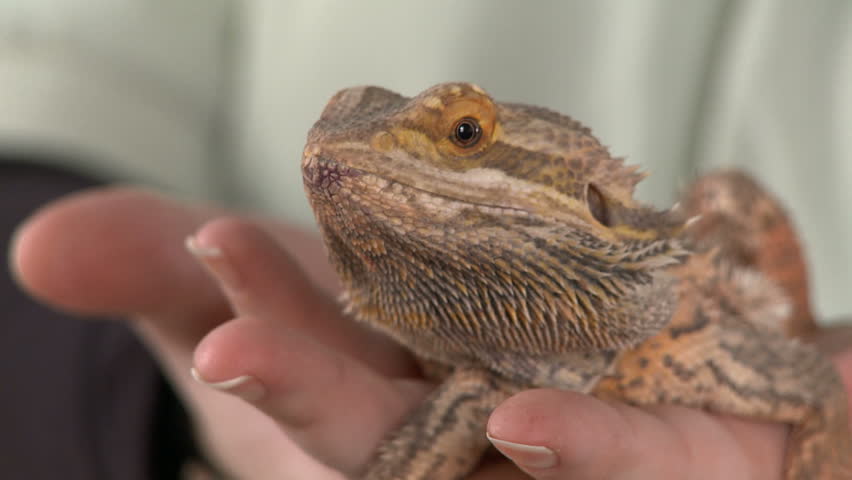Close up of a bearded dragon being held towards the camera.