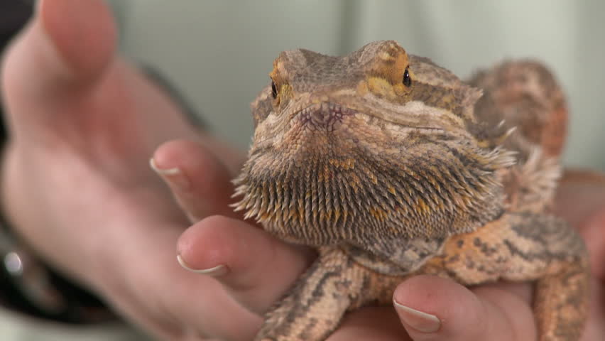 Close up of a bearded dragon being held in profile, then turned towards the