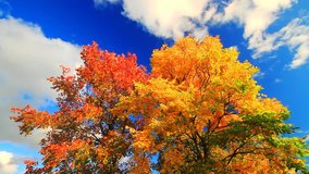 Autumn trees, time-lapse.