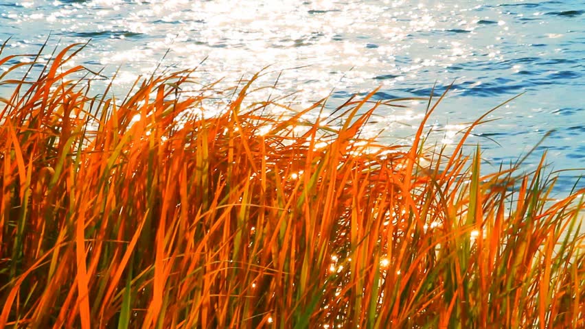 Autumn landscape, reed on the lake shore.