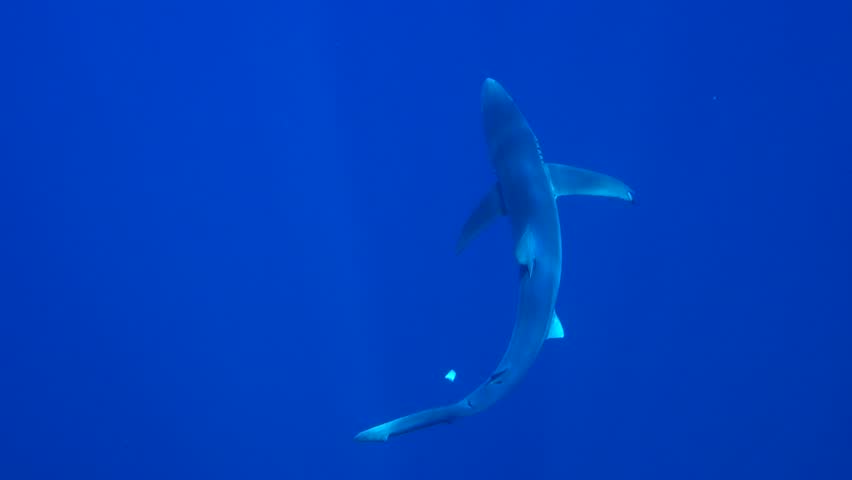 Blue Shark - Prionace glauca image - Free stock photo - Public Domain ...