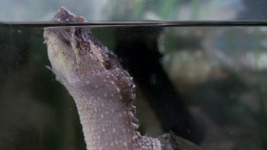 Close up on the head of a snapping turtle at water surface.