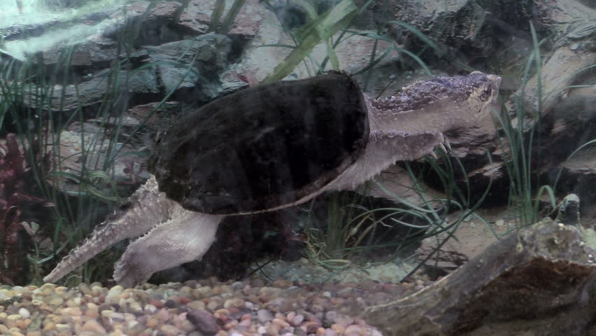 Snapping turtle swimming in a tank with a goldfish (dinner).