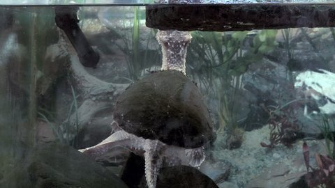 Snapping turtle swimming in a tank.