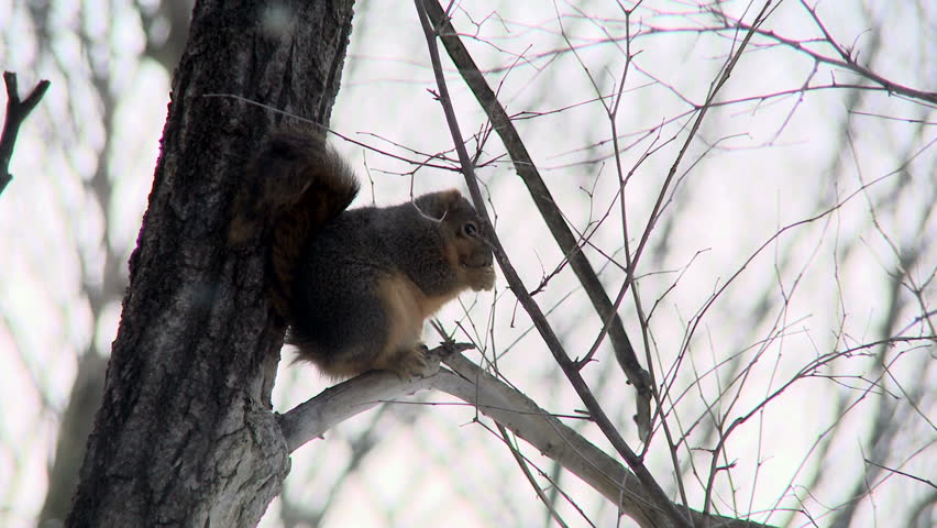Small squirrel sitting on a branch eating a nut.