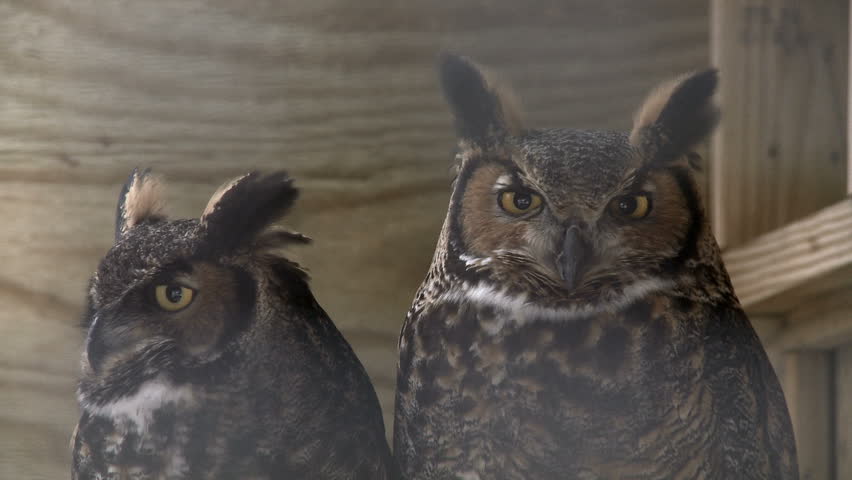 Close up on two great horned owls, looking around.
