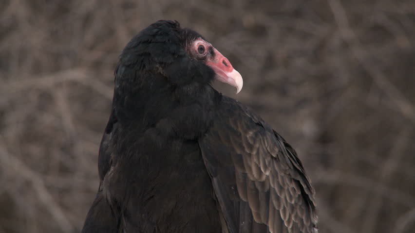 Close up on a turkey vulture looking around.