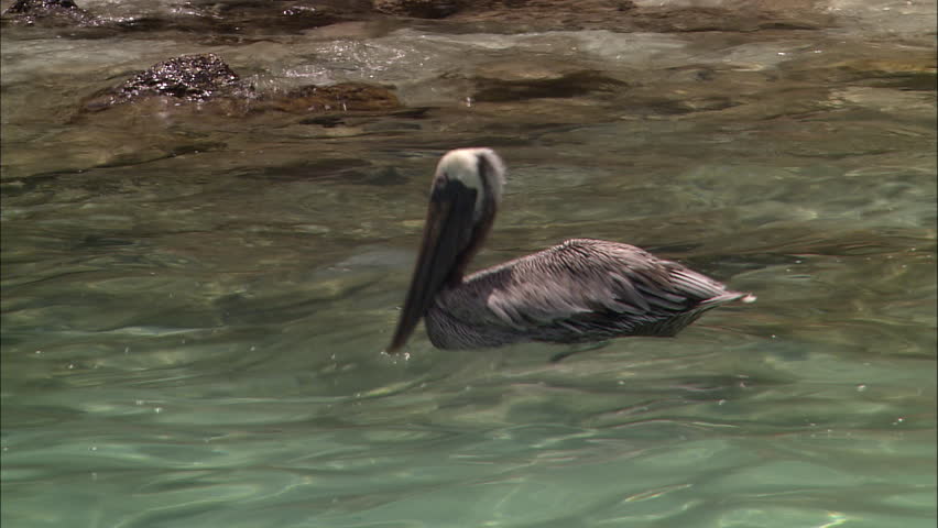 Pelican flapping its wings and taking off from water in a park