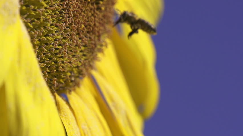 Sunflower and working bee slow motion, blue sky and sunny weather