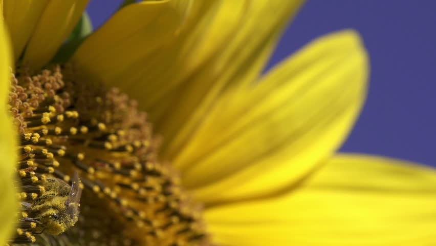 Sunflower and working bee slow motion, blue sky and sunny weather