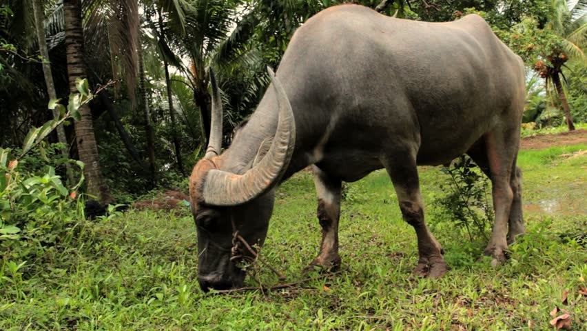 Domesticated buffalo for rice production, resting and eating on a meadow.