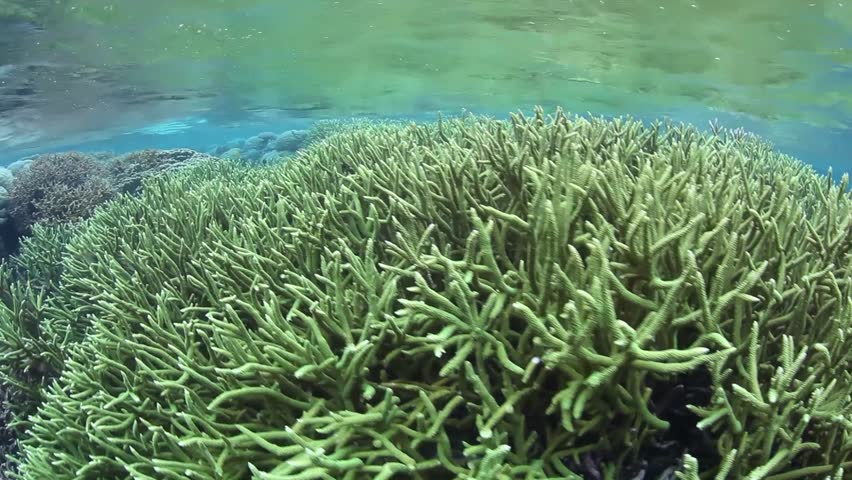 Reef-building corals (Acropora sp.) grow in shallow water in the Solomon