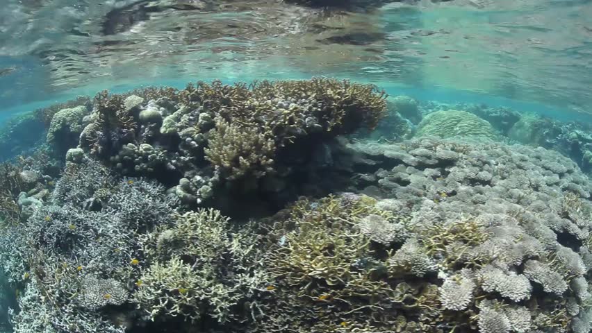 A plethora of reef-building corals grow in shallow water in the Solomon Islands.