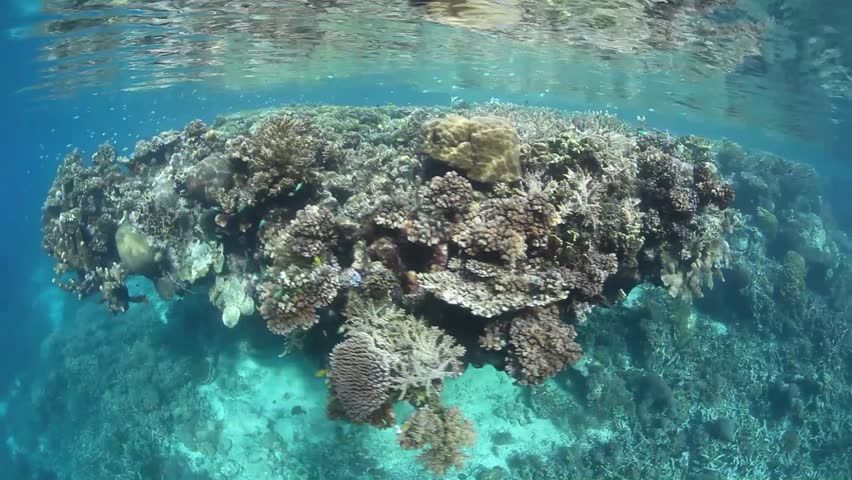 Reef-building corals grow in shallow water in the Solomon Islands. This region