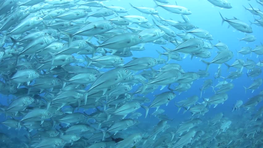 A large school of Bigeye jacks (Caranx sexfasciatus) swim over a reef that