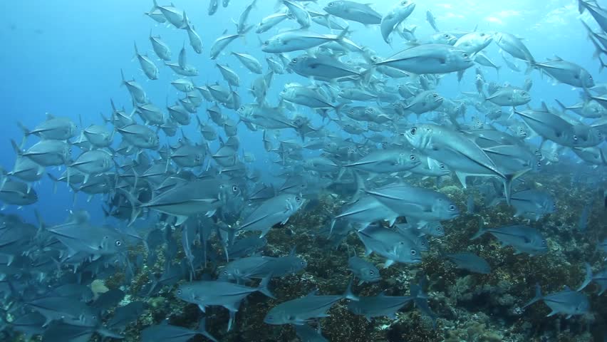 A large school of Bigeye jacks (Caranx sexfasciatus) swim over a reef that