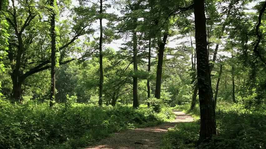 A dolly shot of a path in the woods.