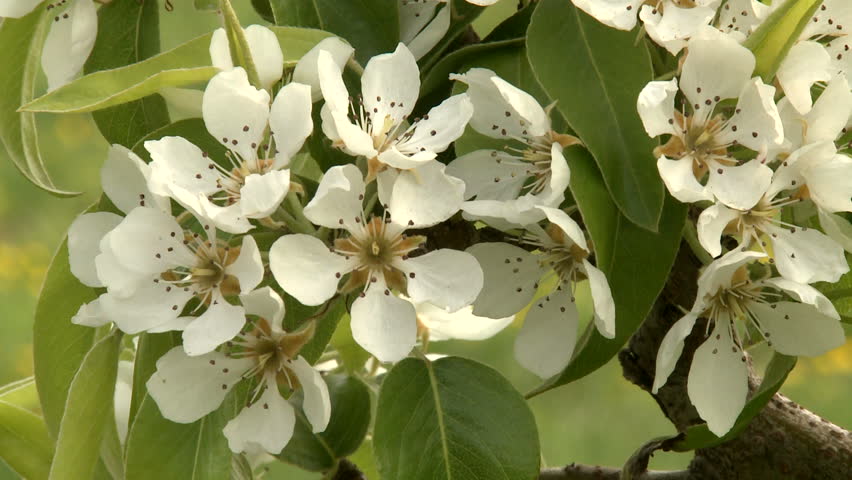 Close up shot of apple blossoms in an orchard