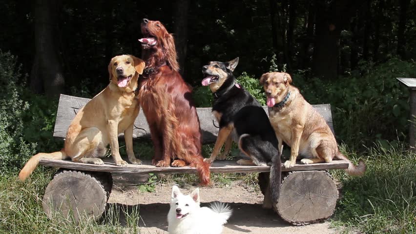 A group of dogs sitting on a bench