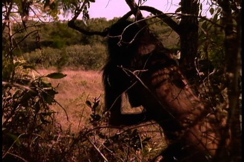 Historical reenactment in East Africa. Early human, or Australopithecus afarensis, pauses behind tree, then walks out across grassy plain.