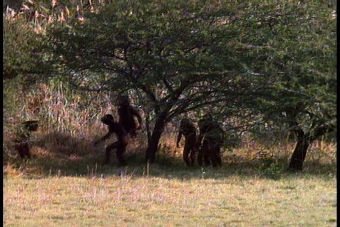 Historical reenactment in East Africa. A group of early humans, or Australopithecus afarensis, make their way along edge of tree line.