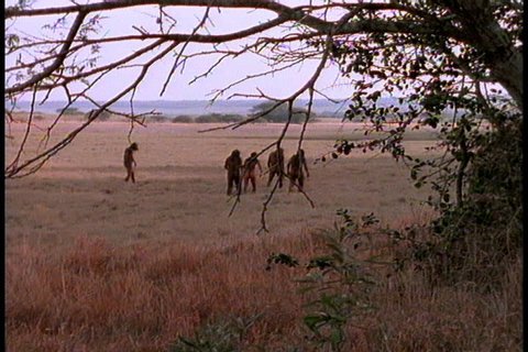 Historical reenactment in East Africa. A group of early humans, or Australopithecus afarensis, walk away across open plain.