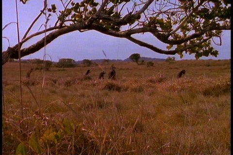 Historical reenactment in East Africa. Group of early humans, or Australopithecus afarensis, walking across open plain.