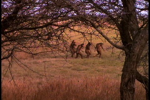 Historical reenactment in East Africa. Group of early humans, or Australopithecus afarensis, seen from behind trees as they walk across plain.