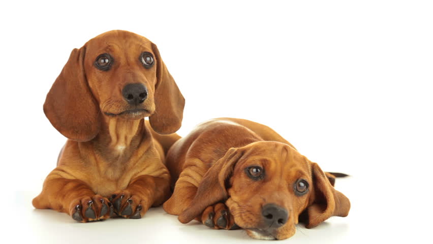 Dachshund puppies. One puppy is calm. The second puppy shakes his head. White