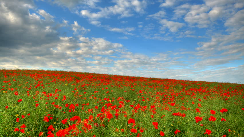 Blue sky over poppies fields, high dynamic range time lapse clip