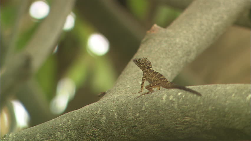 A small speckled lizard sits on a branch and breathes in Guana