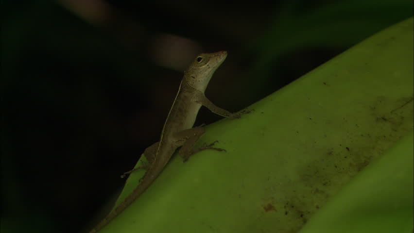 A small lizard darts from a waxy green leaf in Guana