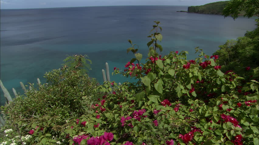 View of purple and white flowers and cacti on a cliff overlooking the ocean,