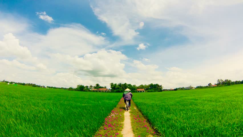 Footpath to the house of a farmer in the middle of a rice field. Timelapse.