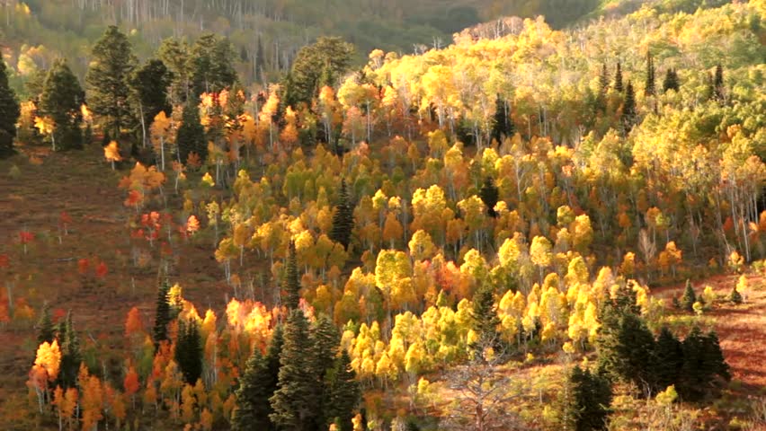 Beautiful autumn leaves in the fall mountains