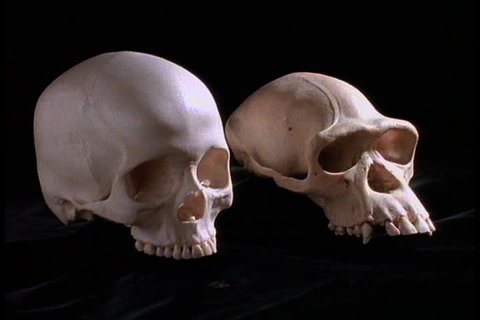 Skulls of Australopithecus afarensis, or Lucy, and homo sapien side by side against black background.