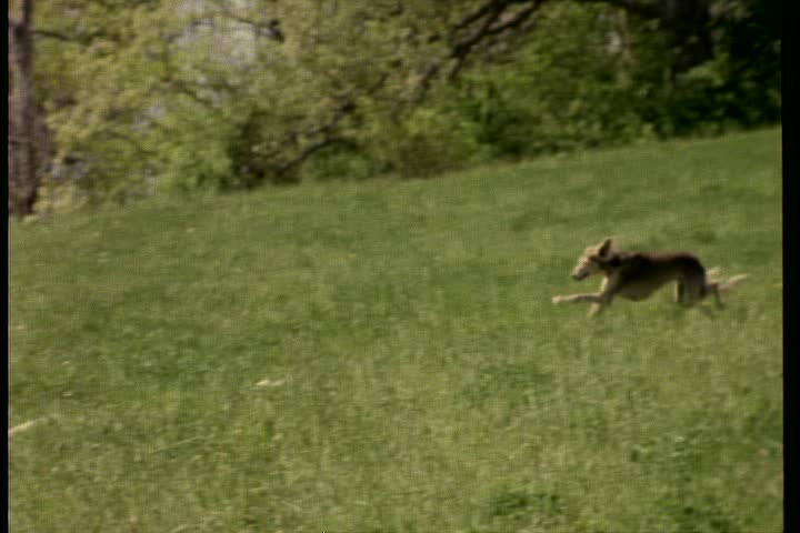 WS saluki running over grass in slow motion.