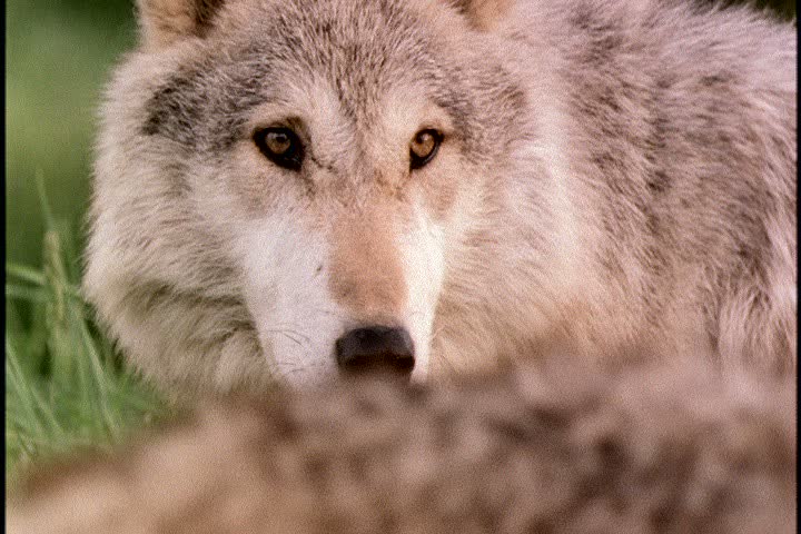 CU adult wolf, a person and another wolf passes in foreground in Wolf Park, Battle Ground, Indiana.