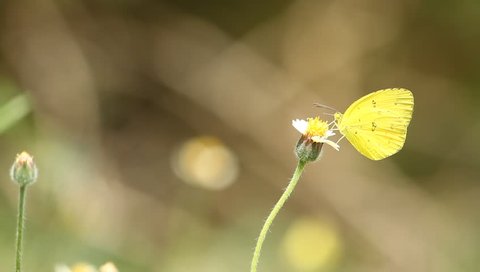 Butterfly on grass flower