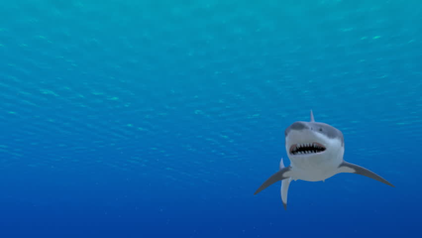 Two Great White sharks terrorize a diver.  Highly detailed 3d animation.