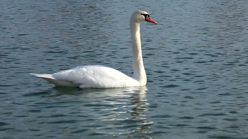 Elegant staid swan float