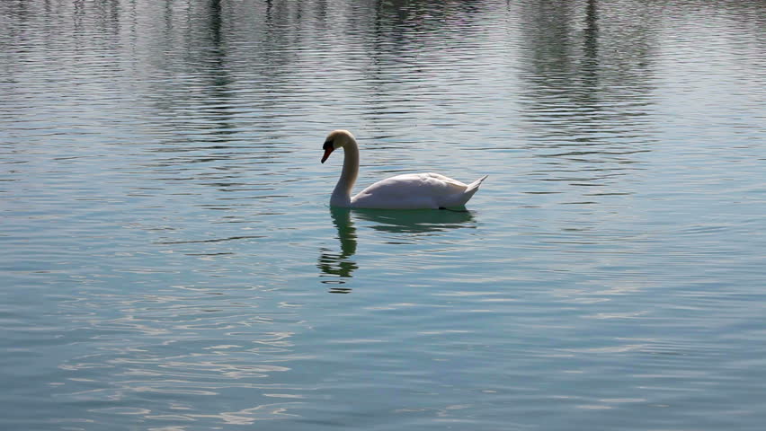 Two swans in romance