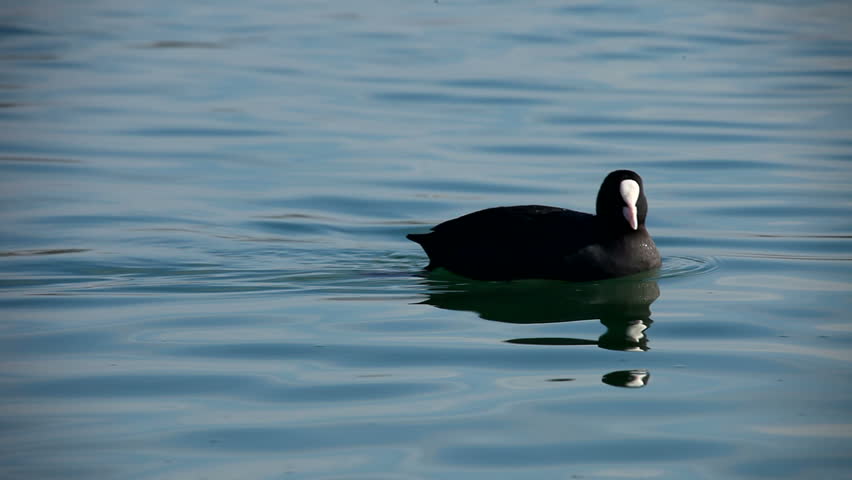 Bird bald coot swimming on the lake