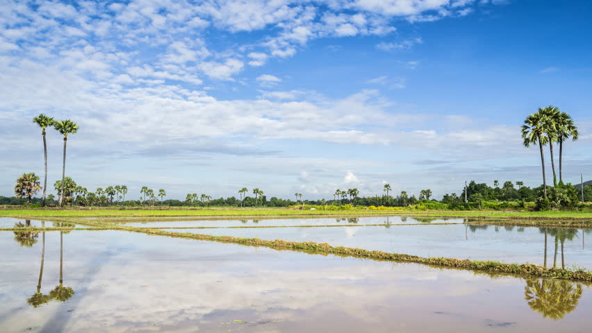 time lapse farmer working in farmland for rice plant and beautiful blue sky