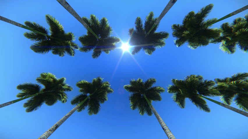 Palm trees seen from below