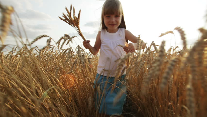 Cute little girl walking through wheat field holding wheat stalks in her hands
