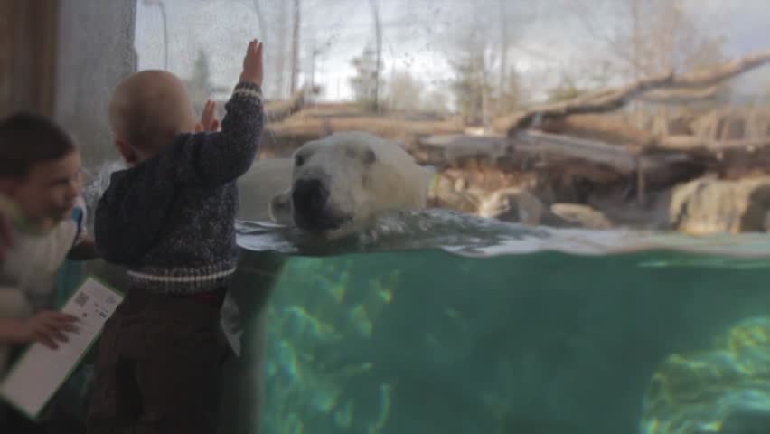 Baby watching the polar bear at the zoo in slow motion