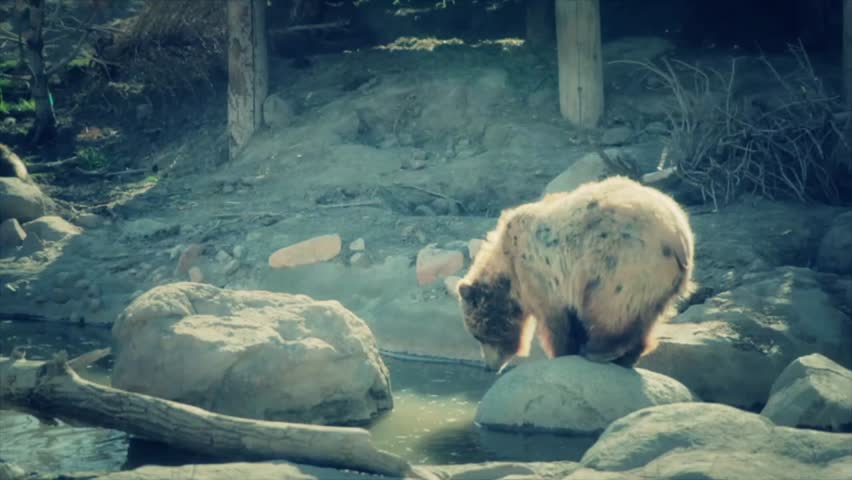 Grizzly bears in slow motion at the zoo