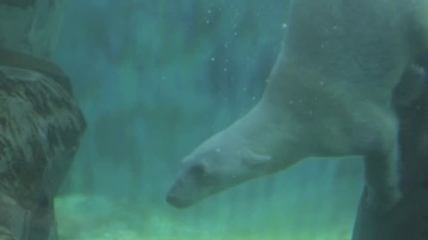 polar bear at the zoo in slow motion