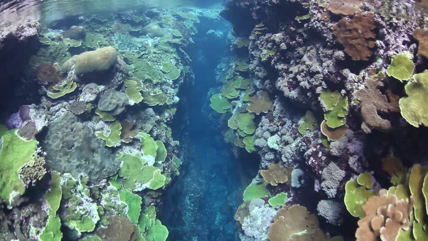 A coral-lined crevice appears in a reef in the Solomon Islands.  This region is